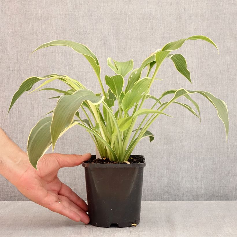 Spécimen de Hosta montana Yellow River Pot de 1,5L/2L tel que livré en été