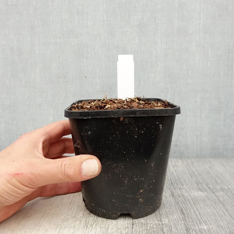 Spécimen de Hosta montana Yellow River - Pot de 1,5L/2L tel que livré au printemps