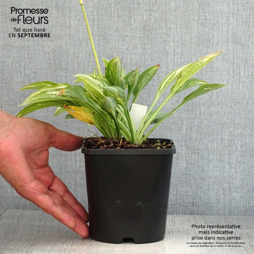 Spécimen de Hosta Moulin Rouge Pot de 1,5L/2L tel que livré en été