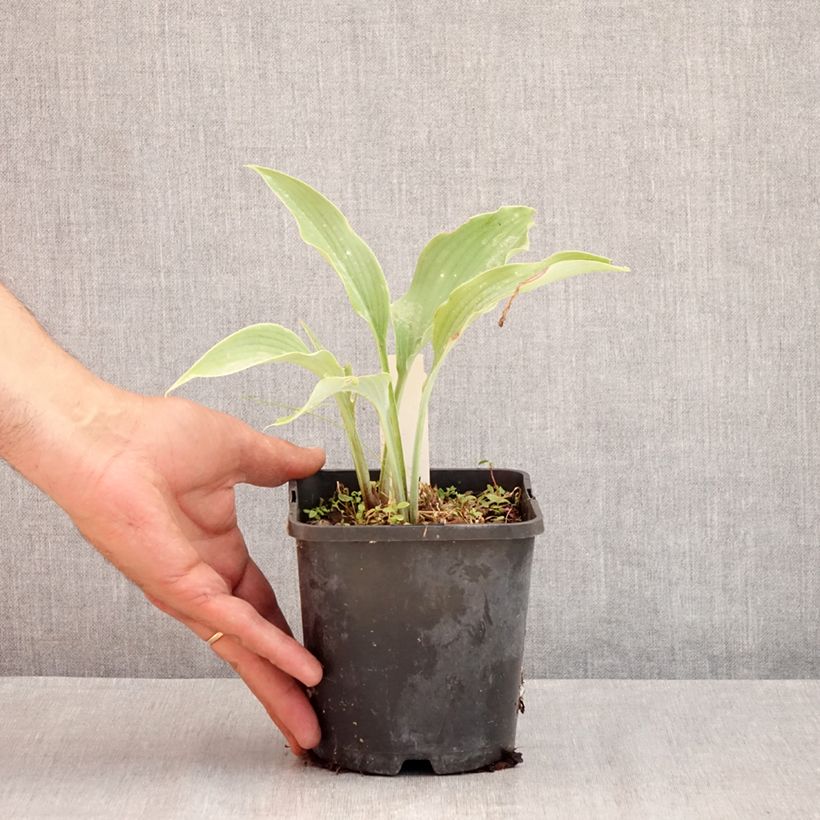 Spécimen de Hosta Neptune  Pot de 1,5L/2L tel que livré en été