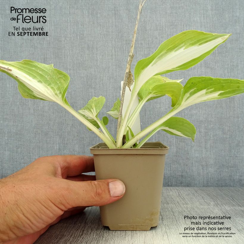 Spécimen de Hosta Night Before Christmas Godet de 8/9 cm tel que livré en été