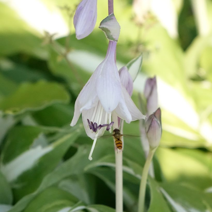 Hosta Night Before Christmas (Floraison)