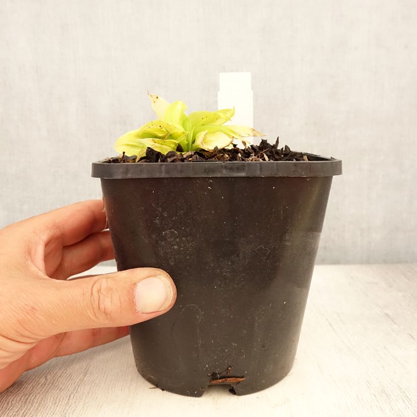Spécimen de Hosta Obi-One Kenobi Pot de 1,5L/2L tel que livré en été