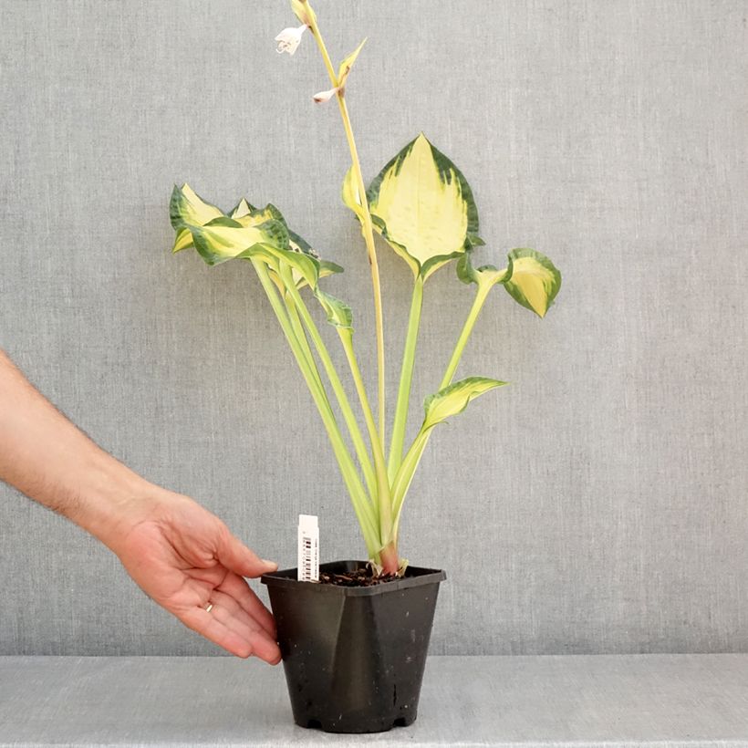 Spécimen de Hosta Orange Marmelade Pot de 1,5L/2L tel que livré en été