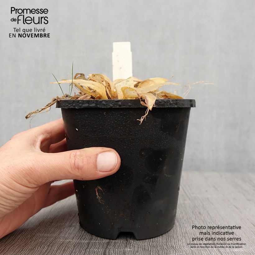 Spécimen de Hosta Orange Star Pot de 1,5L/2L tel que livré en automne
