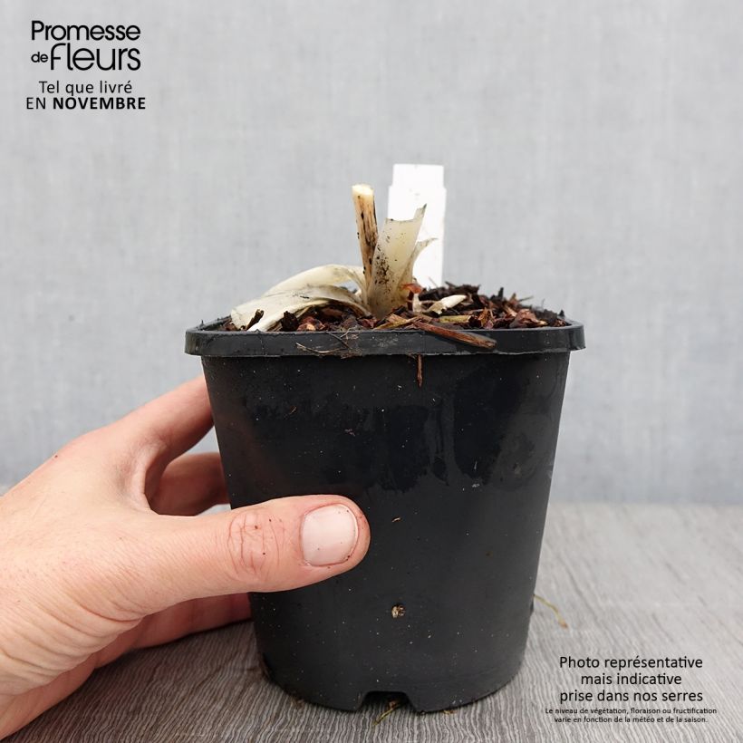 Spécimen de Hosta Orion's Belt Pot de 1,5L/2L tel que livré en automne