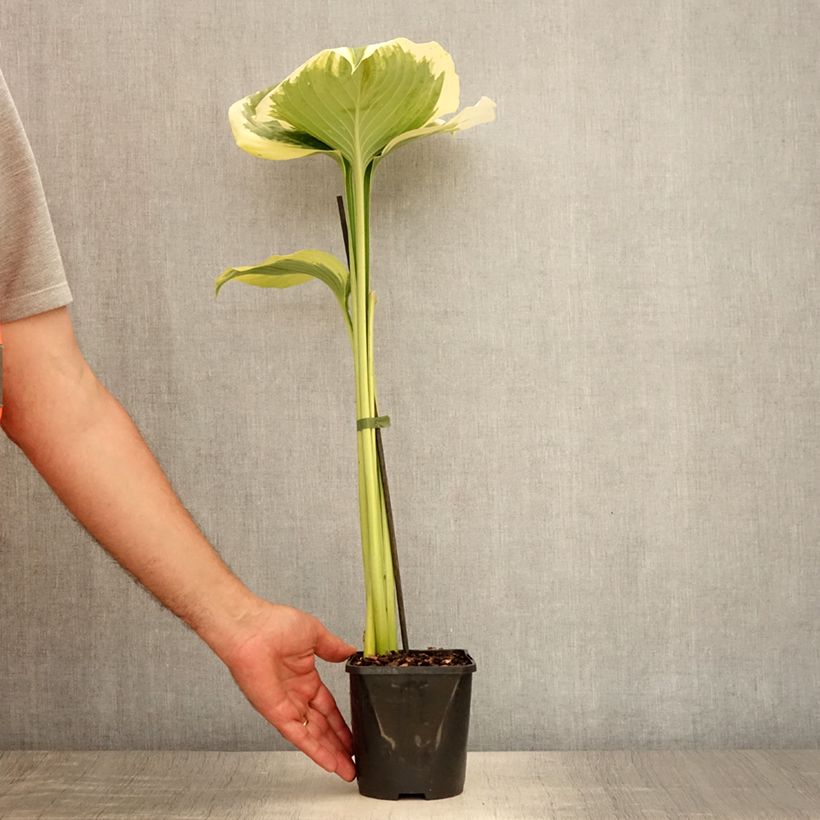 Spécimen de Hosta Orion's Belt Pot de 1,5L/2L tel que livré en été