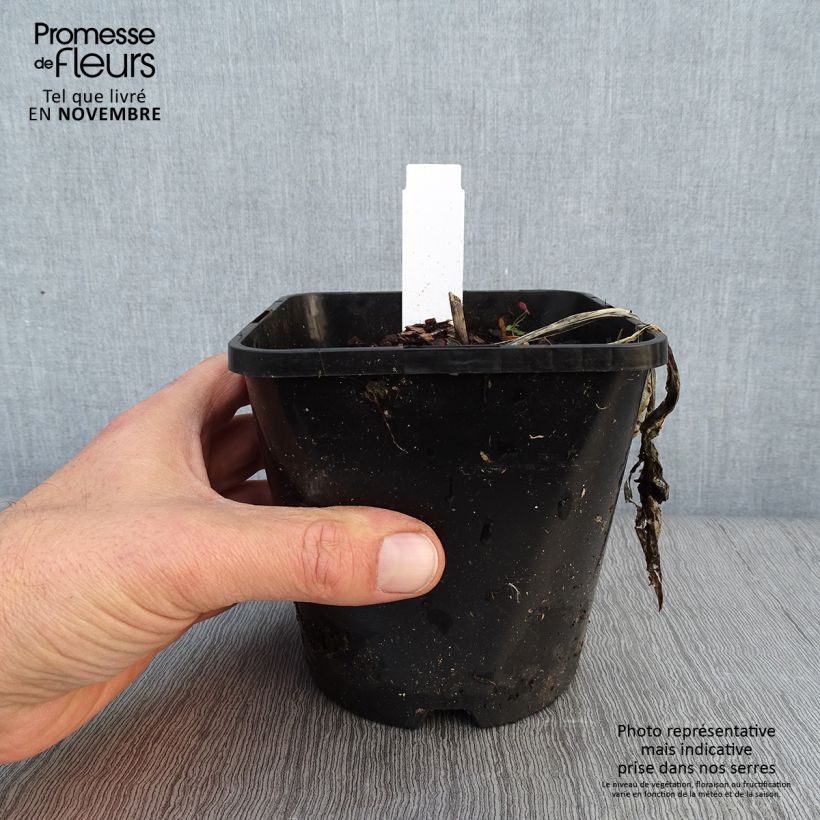 Spécimen de Hosta ou Funkia Fireworks Pot de 1,5L/2L tel que livré en automne