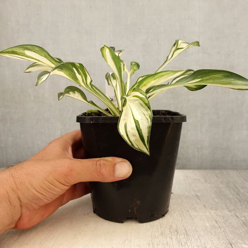 Spécimen de Hosta ou Funkia Fireworks Pot de 1,5L/2L tel que livré en été