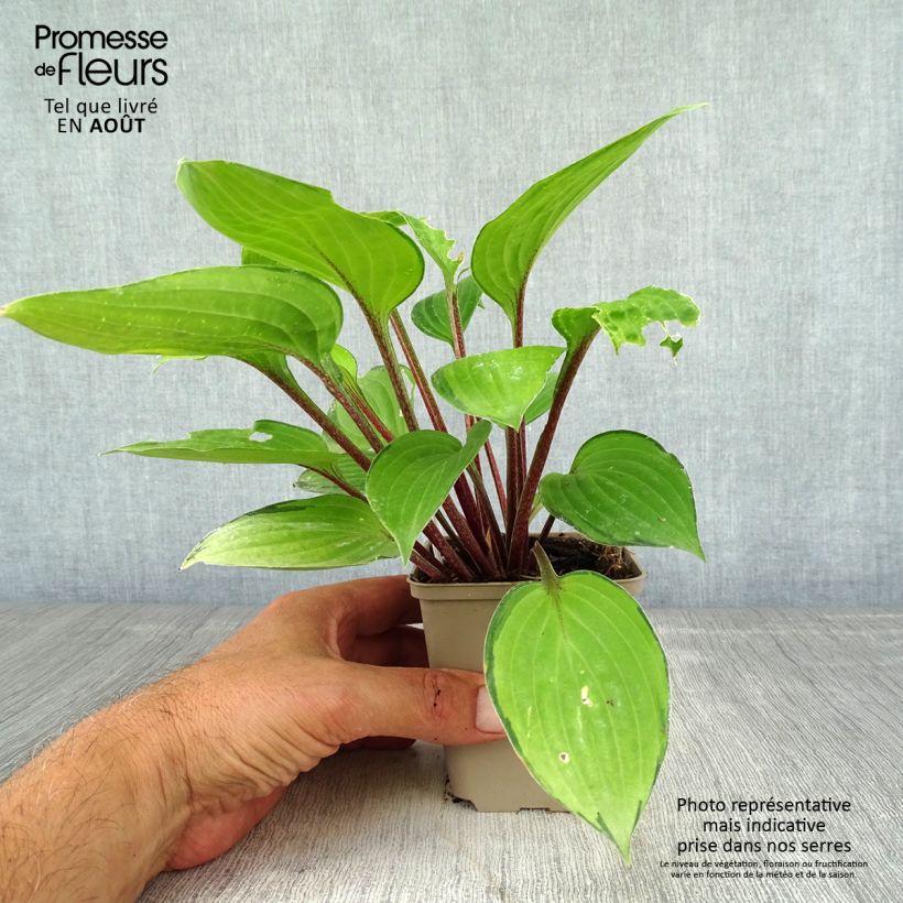 Spécimen de Hosta Paradise Island Godet de 8/9 cm tel que livré en été