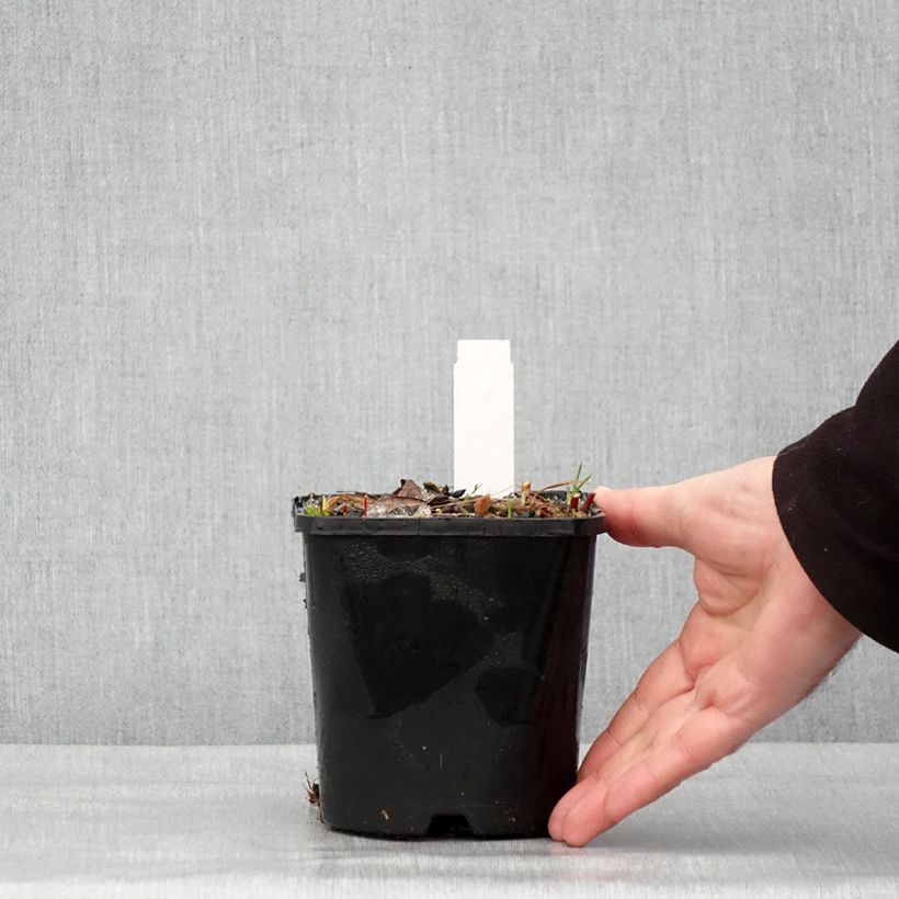 Spécimen de Hosta Paradise Island Pot de 1,5L/2L tel que livré en hiver