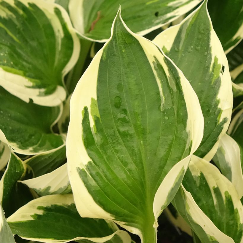 Hosta Patriot s Fire (Feuillage)