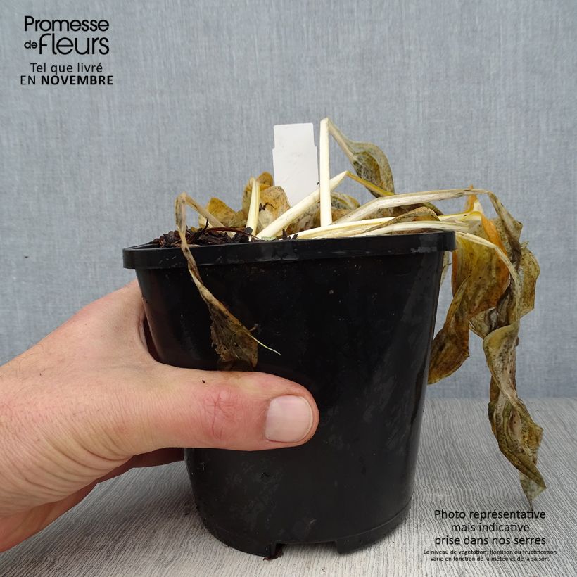 Spécimen de Hosta Paul Revere Pot de 1,5L/2L tel que livré en automne