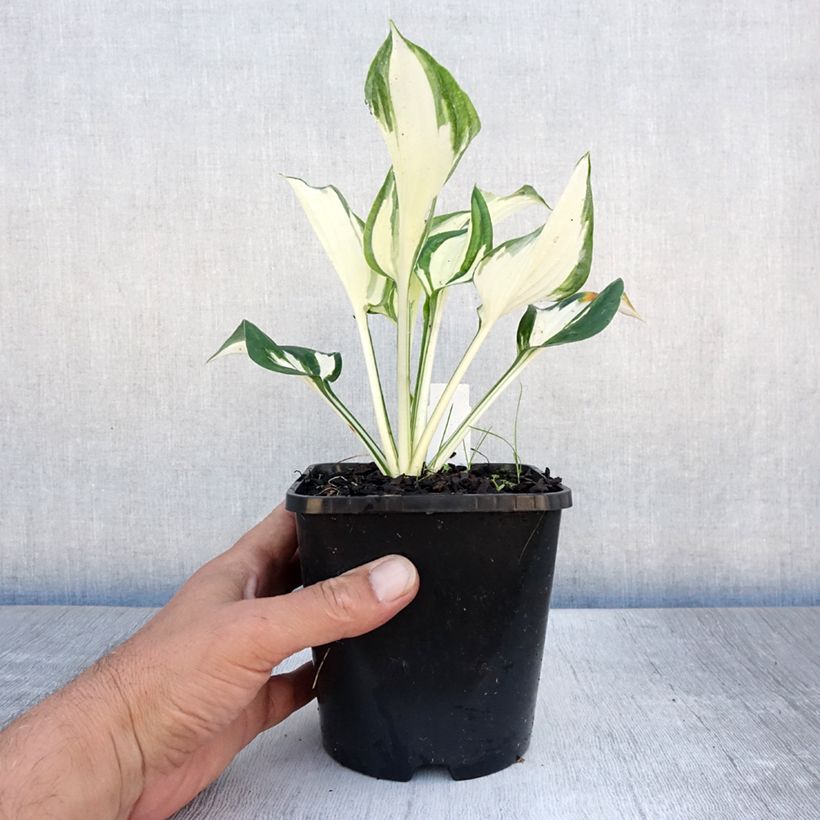 Spécimen de Hosta Paul Revere Pot de 1,5L/2L tel que livré en été