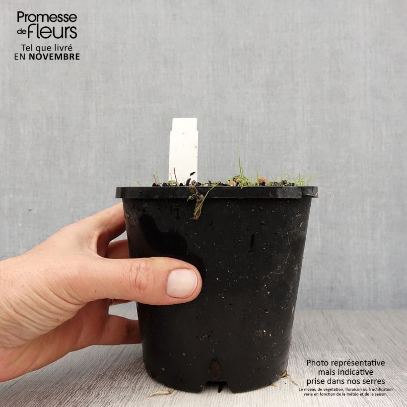 Spécimen de Hosta Pin Up Pot de 1,5L/2L tel que livré en automne