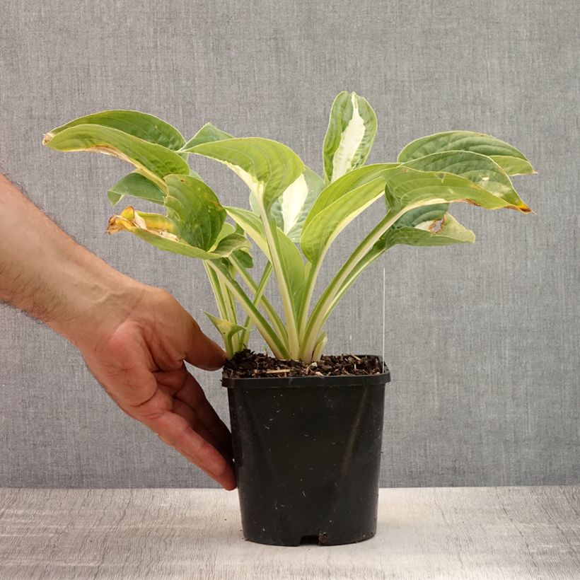 Spécimen de Hosta Pin Up Pot de 1,5L/2L tel que livré en été