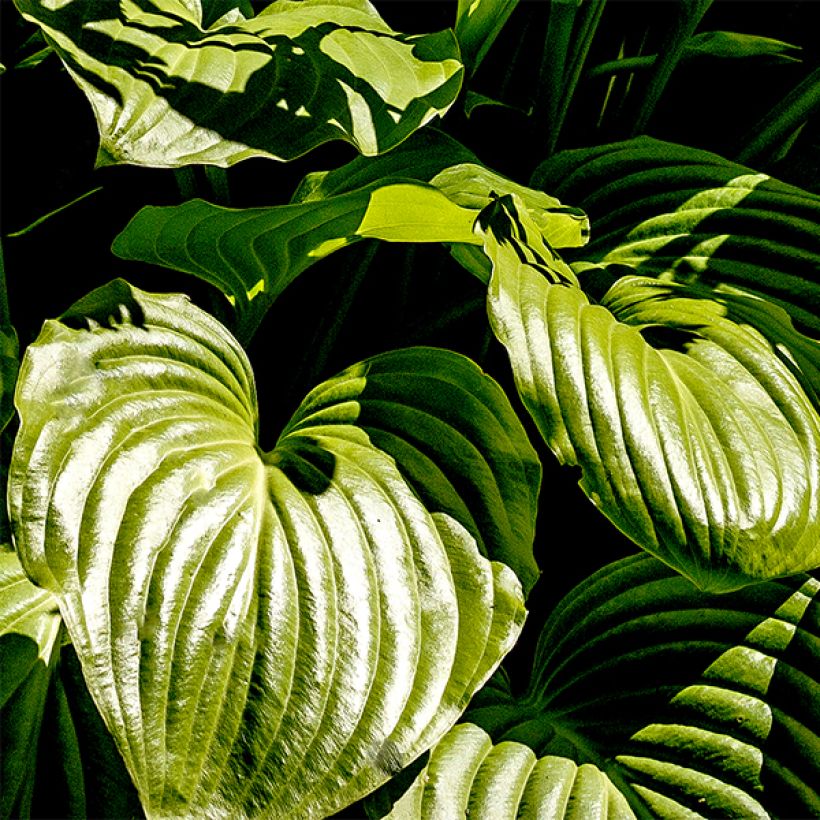 hosta plantaginea grandiflora (Feuillage)