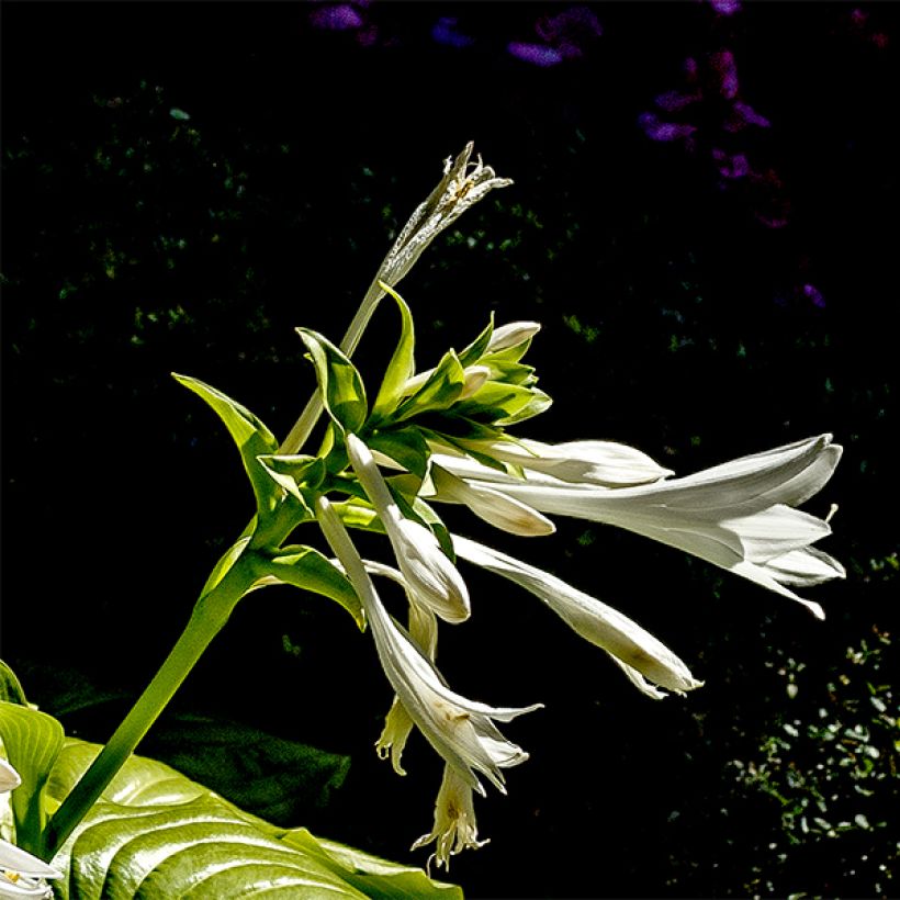hosta plantaginea grandiflora (Floraison)