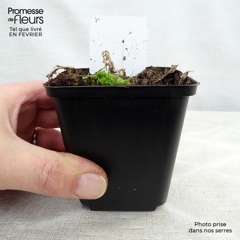 Spécimen de hosta plantaginea grandiflora Godet de 8/9 cm tel que livré en hiver