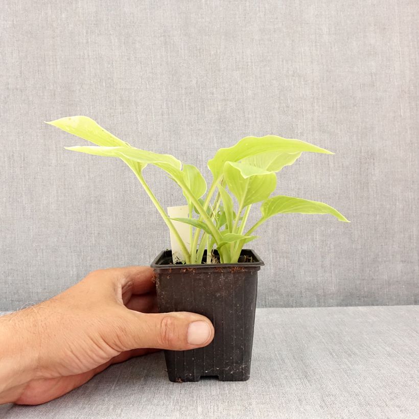 Spécimen de Hosta plantaginea var. japonica Godet de 8/9 cm tel que livré en été