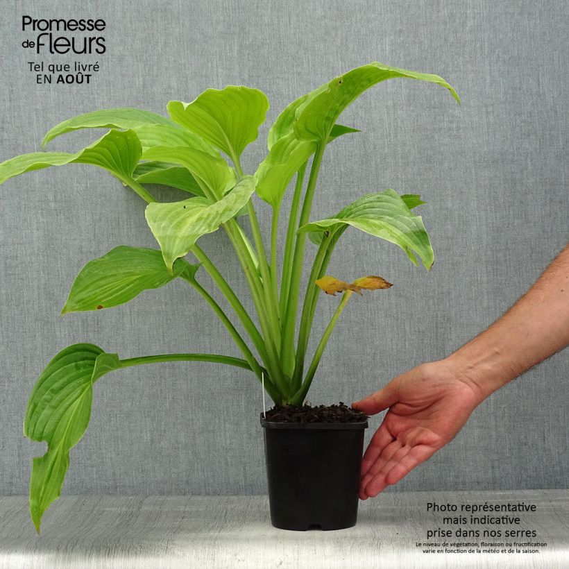 Spécimen de Hosta plantaginea Venus Pot de 1,5L/2L tel que livré en été