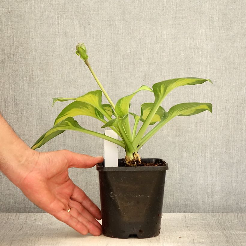 Spécimen de Hosta Pocketfull of Sunshine Pot de 1,5L/2L tel que livré en été