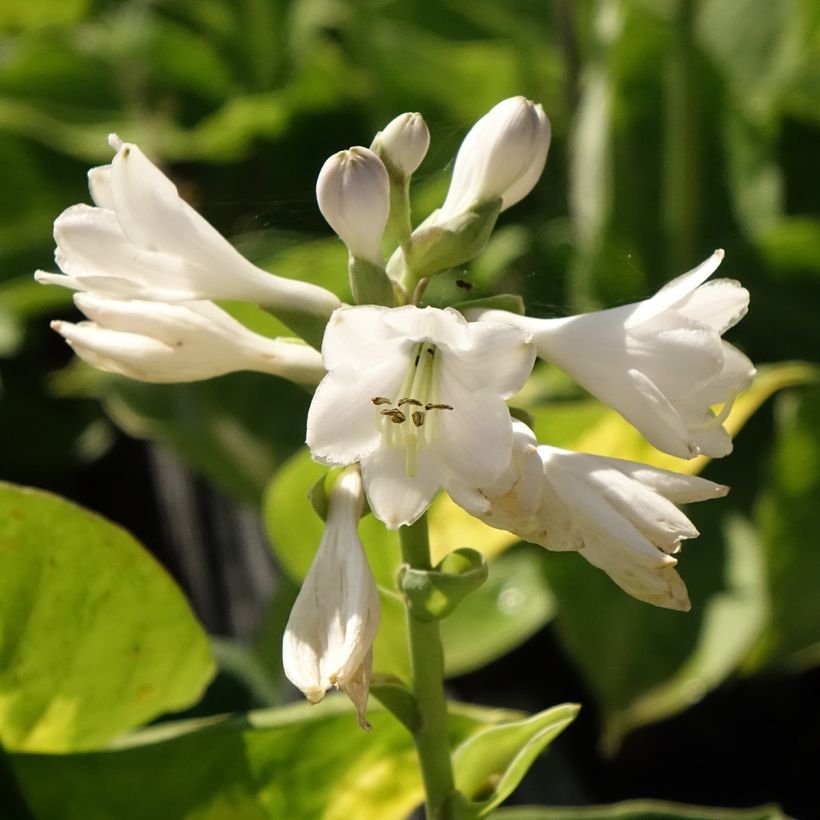 Hosta Pocketfull of Sunshine (Floraison)