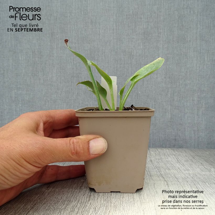 Spécimen de Hosta Prairie Sky tel que livré en automne