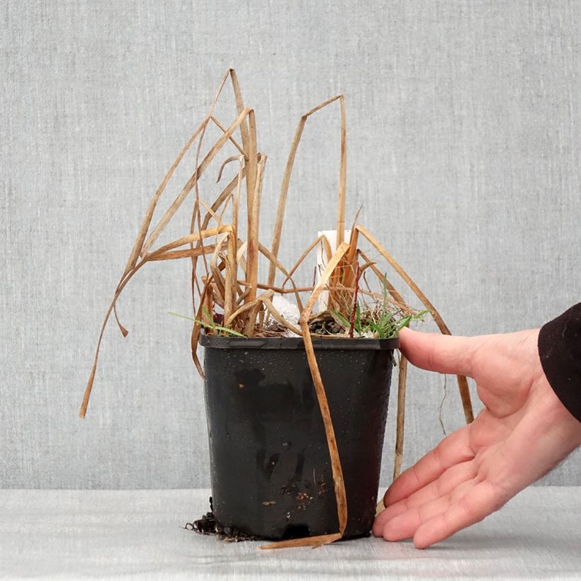 Spécimen de Hosta Prairie Sky Pot de 1,5L/2L tel que livré en hiver
