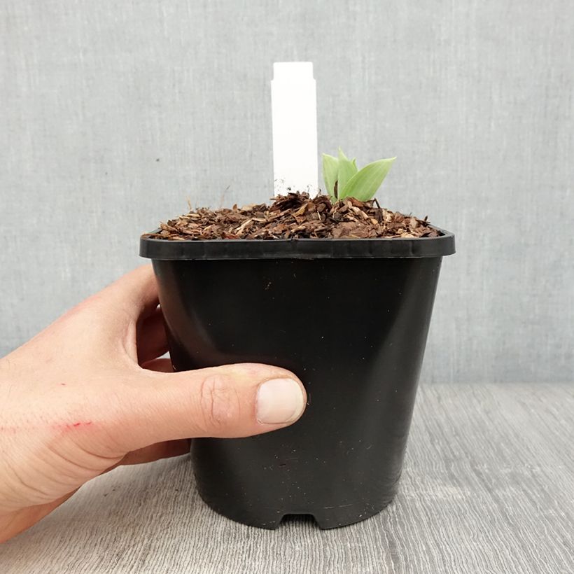 Spécimen de Hosta Prairie Sky - Pot de 1,5L/2L tel que livré au printemps
