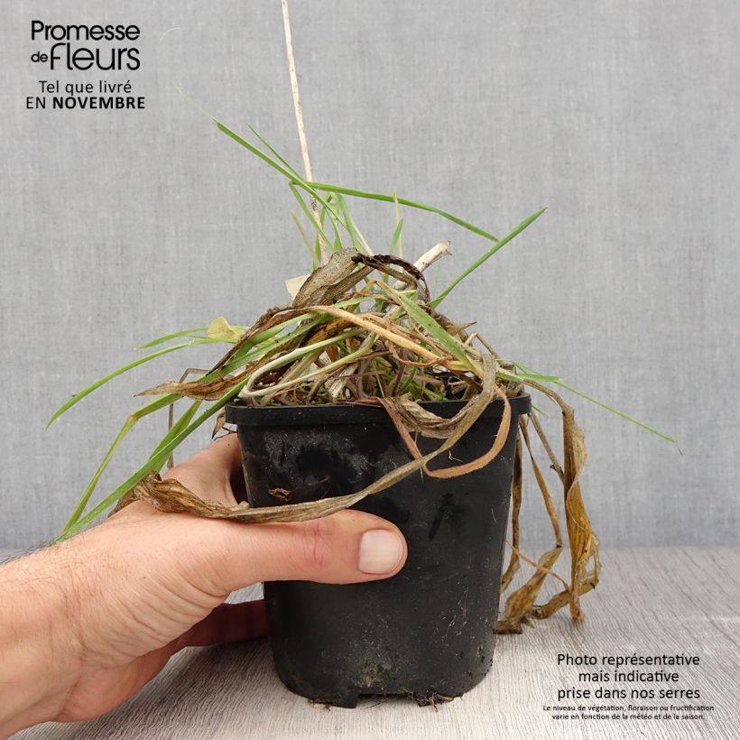 Spécimen de Hosta Praying Hands Pot de 1,5L/2L tel que livré en automne