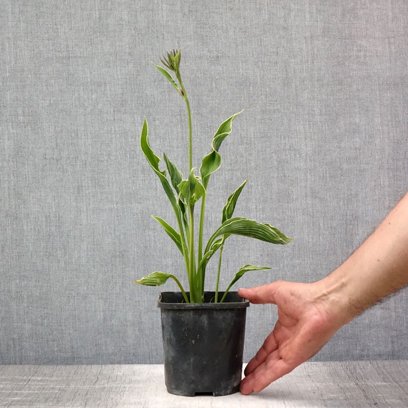 Spécimen de Hosta Praying Hands Pot de 1,5L/2L tel que livré en été