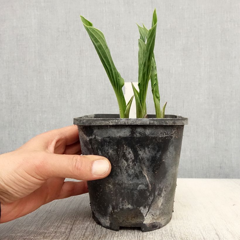 Spécimen de Hosta Praying Hands Pot de 1.5L/2L tel que livré au printemps
