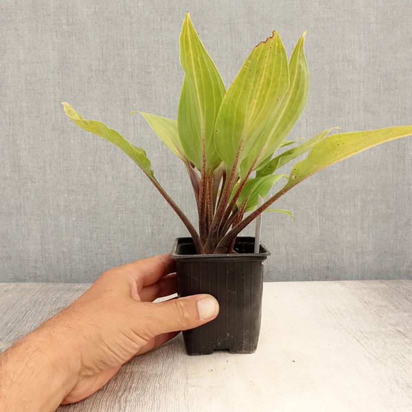 Spécimen de Hosta Purple Heart Godet de 8/9 cm tel que livré en été