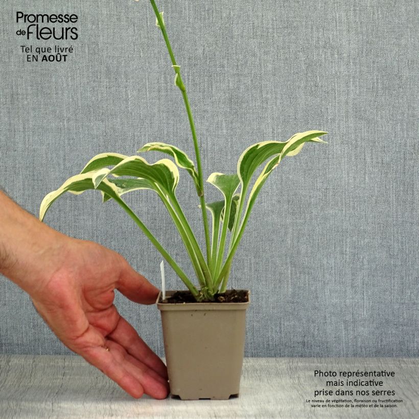 Spécimen de Hosta Queen Josephine Godet de 8/9 cm tel que livré en été