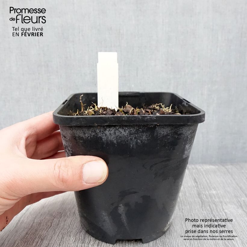 Spécimen de Hosta Rainbows End Pot de 1,5L/2L tel que livré en hiver