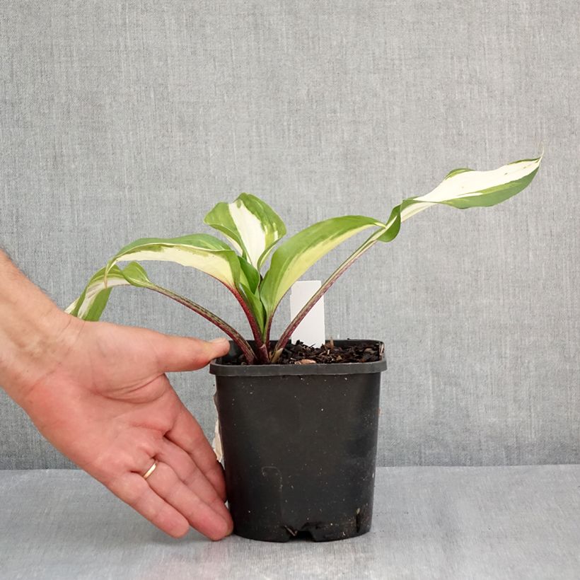 Spécimen de Hosta Raspberry Sundae Pot de 1,5L/2L tel que livré en été
