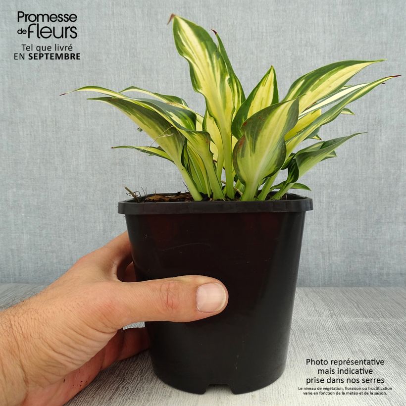 Spécimen de Hosta Remember Me Pot de 1,5L/2L tel que livré en été