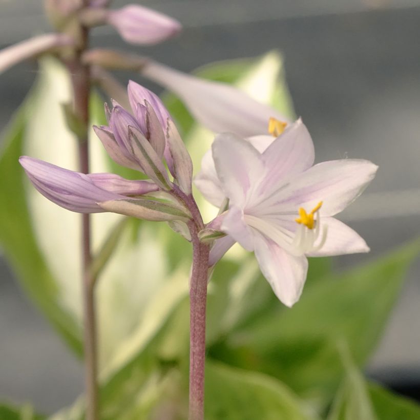 Hosta Revolution (Floraison)