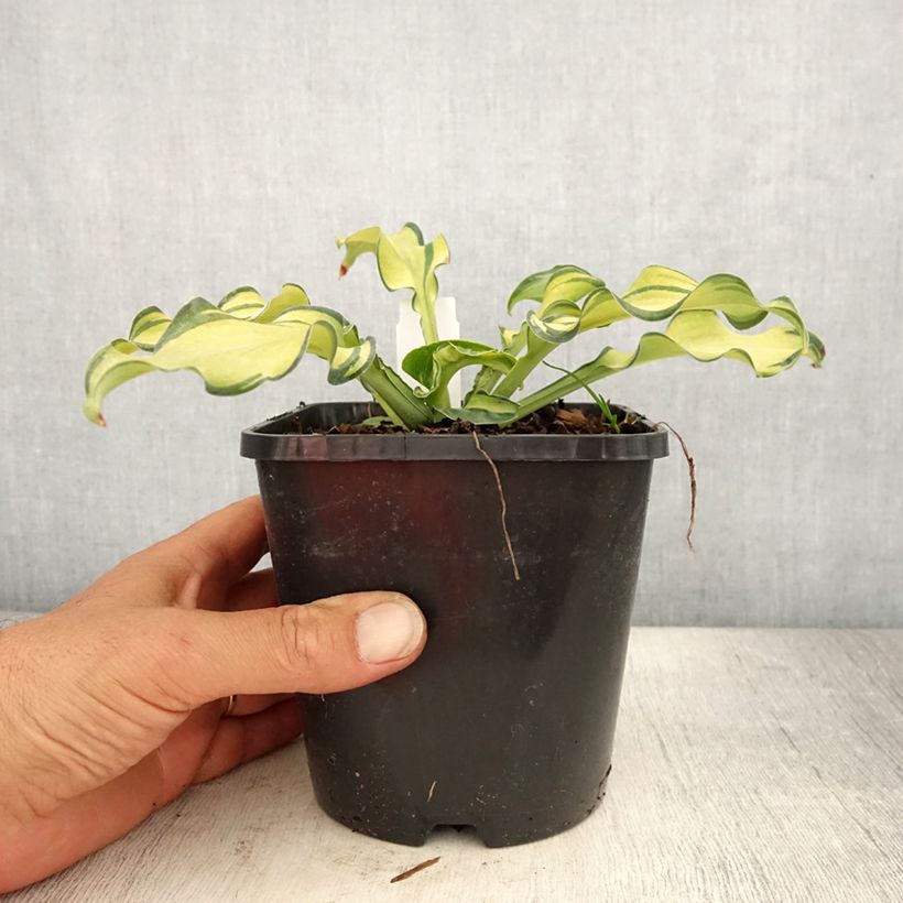 Spécimen de Hosta Ripple Effect Pot de 1,5L/2L tel que livré en été