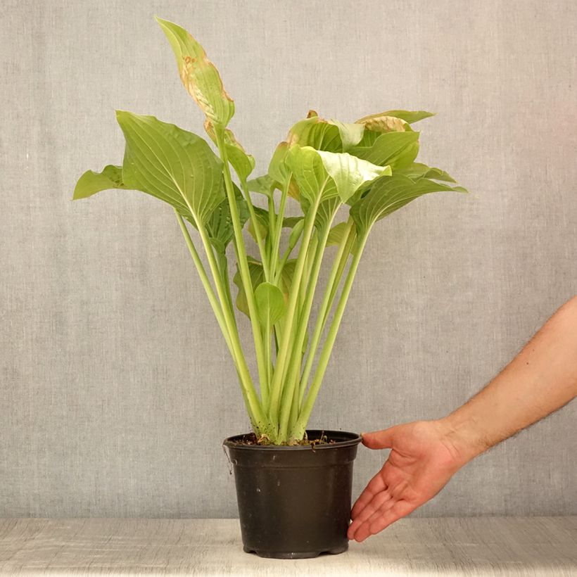 Spécimen de Hosta Royal Standard Pot de 2L/3L tel que livré en été