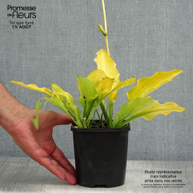 Spécimen de Hosta Ruffed Up Pot de 1,5L/2L tel que livré en été