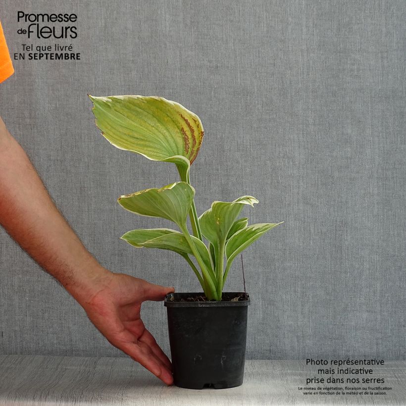 Spécimen de Hosta Sagae Pot de 1,5L/2L tel que livré en été