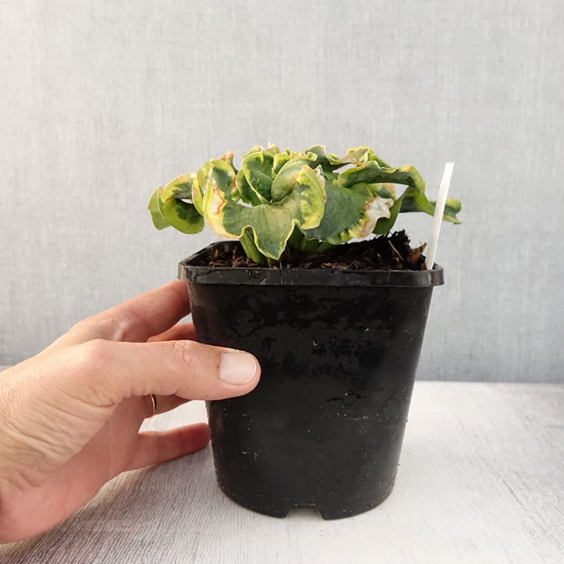 Spécimen de Hosta School Mouse Pot de 1,5L/2L tel que livré en été