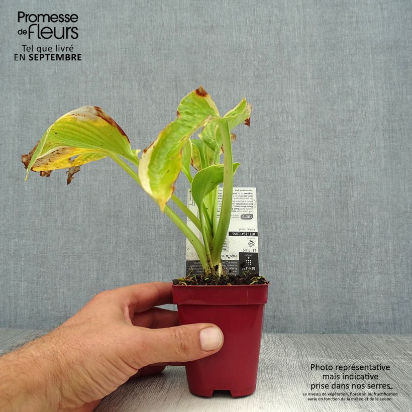 Spécimen de Hosta sieboldiana Frances Williams Godet de 8/9 cm tel que livré en été