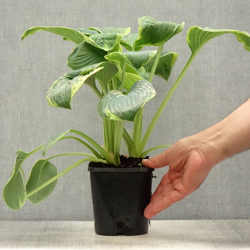 Spécimen de Hosta sieboldiana Frances Williams Pot de 2L/3L tel que livré en été