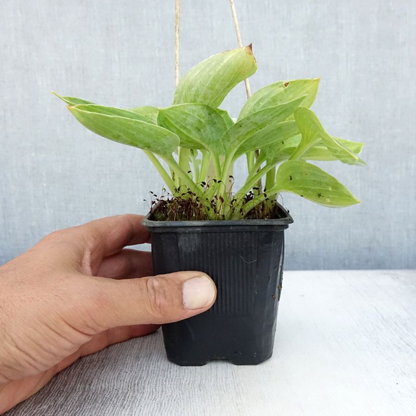 Spécimen de Hosta sieboldiana Godet de 8/9 cm tel que livré en été