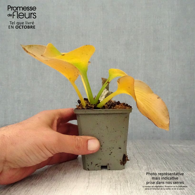 Spécimen de Hosta sieboldiana var. elegans tel que livré en automne