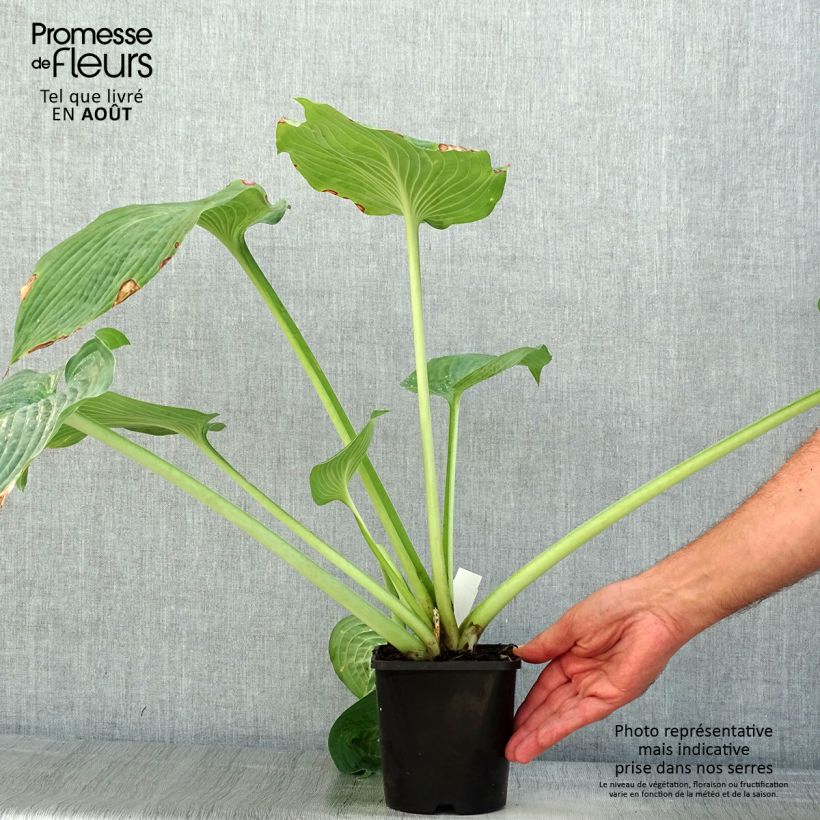 Spécimen de Hosta sieboldiana var. elegans Pot de 1,5L/2L tel que livré en été