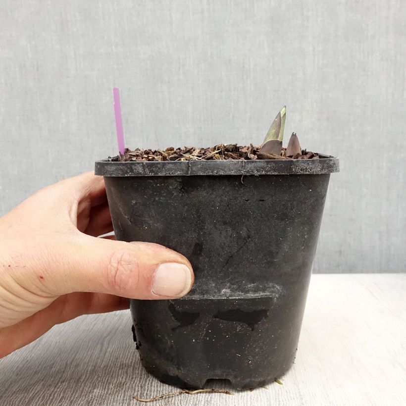 Spécimen de Hosta sieboldiana var. elegans Pot de 1.5L/2L tel que livré au printemps